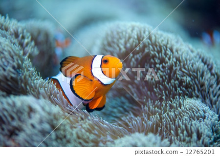 Clown anemonefish Clown anemonefish 12765201