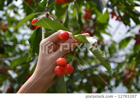 櫻桃狩獵 12765207