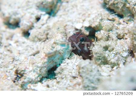 喬魚 喬魚 12765209