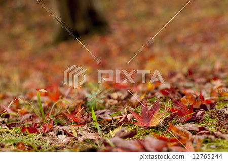 Fall image 12765244