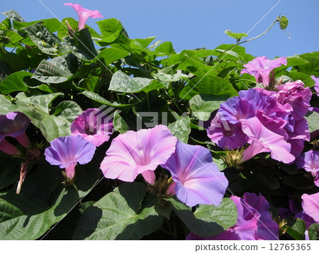 Morning glory · image (01) 12765365