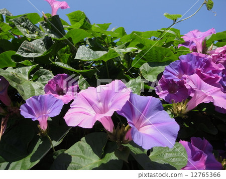 Morning glory · image (01) 12765366