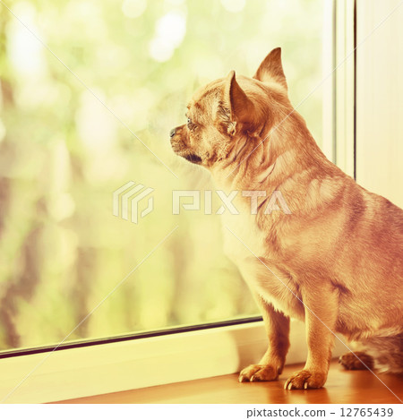Red Chihuahua Dog Standing on Window Sill. 12765439