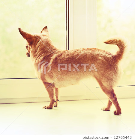 Red Chihuahua Dog Standing on Window Sill. 12765443