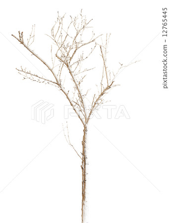 Dry Tree Painted with Paint Isolated on White Background. 12765445