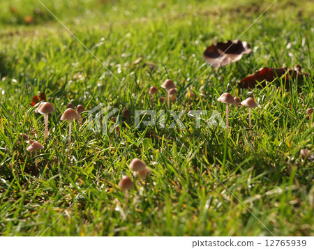 mushroom 12765939