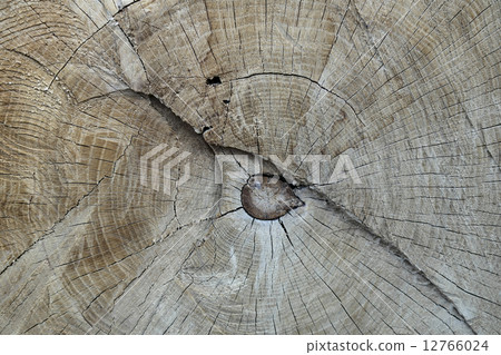 tree trunk cut 12766024