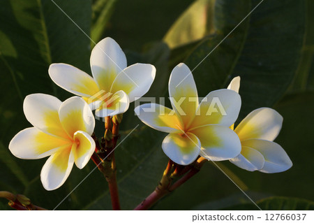 flower 12766037