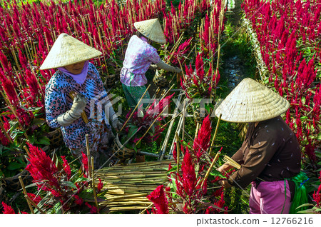 Women harvesting flowers, Dong Thap province, Vietnam Women harvesting flowers, Dong Thap province, Vietnam 12766216