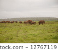 A group of wild elephants A group of wild elephants 12767119