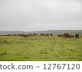 A group of wild elephants A group of wild elephants 12767120