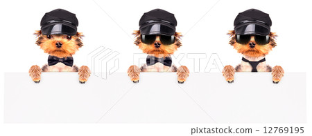 A dog wearing a cap and glasses with banner 12769195