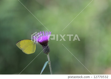 猴子和ohlamybam花 猴子和ohlamybam花 12770532