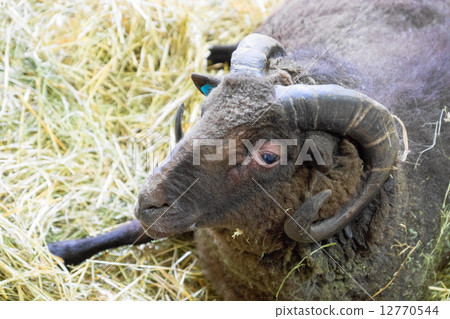 Sheep Sheep and the Hill of Clouds The sheepskool of the world (Baird City) Sheep Sheep and the Hill of Clouds The sheepskool of the world (Baird City) 12770544