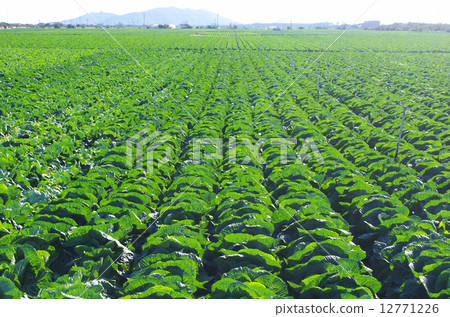 遍布各地的白菜田 遍布各地的白菜田 12771226