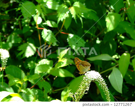 Trapped to Tranoo Owla Ginsujihyumon 12771267