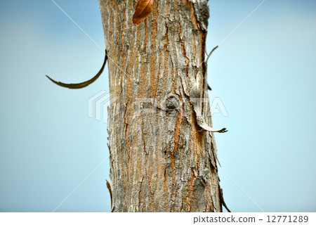 tree trunk 12771289