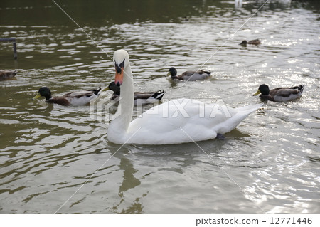 Swans and ducks 12771446