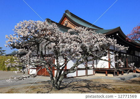 Yakushiji Temple的梅花 12771569