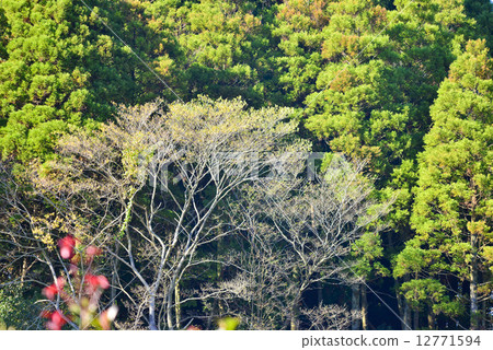 Autumn forest 12771594