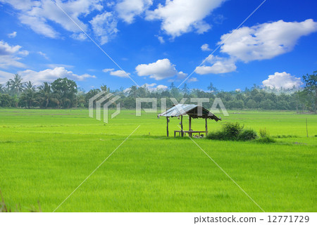 paddy field and cottage paddy field and cottage 12771729