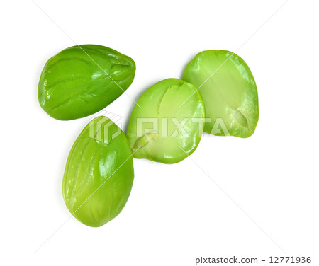 Parkia speciosa 12771936