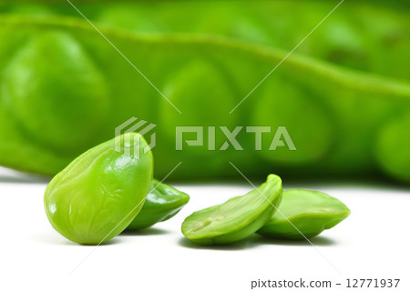 Parkia speciosa Parkia speciosa 12771937