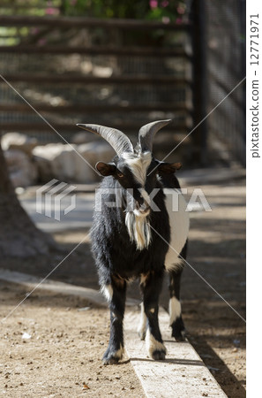 goat with horns 12771971