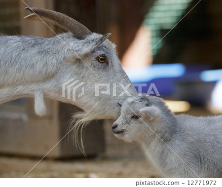 the goat and kid the goat and kid 12771972