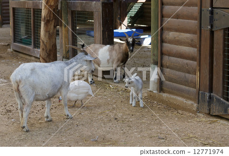 the goat and kid 12771974