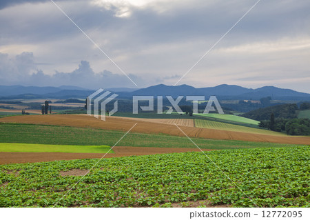 Wheat field Wheat field 12772095
