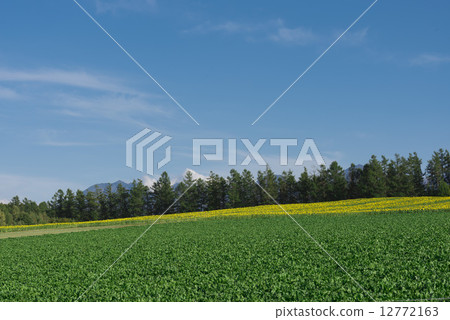 Agriculture  12772163