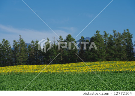 Agriculture  12772164