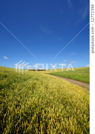 北海道小麥“Kima Honomi”路“Ichigo-kai” 北海道小麥“Kima Honomi”路“Ichigo-kai” 12772398