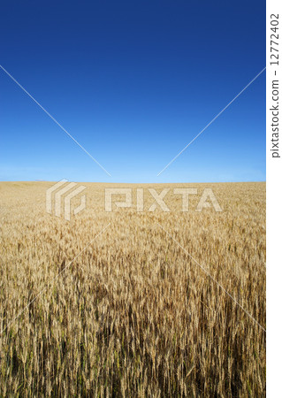 A fruitful hill of Hokkaido wheat 'Haruyo love' hill 12772402