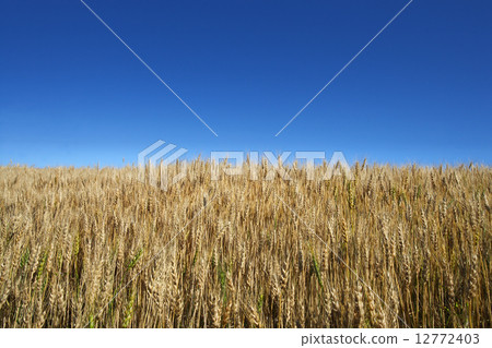 Hill of Hokkaido wheat "Haruyo love" hill near the harvest 12772403
