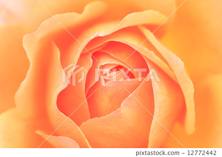 Rose / Maria Theresia 12772442