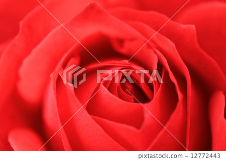 Rose / Rote Keppen Rose / Rote Keppen 12772443
