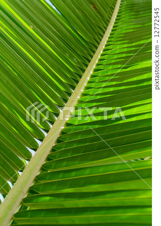 Palm Leaves 12772545