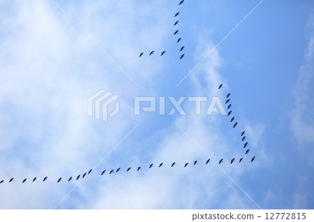 Nabezuru北排 12772815