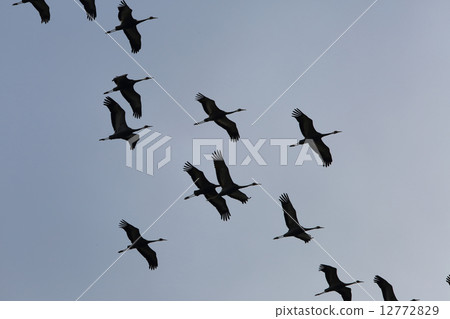 Manaduru的Kitajin線 Manaduru的Kitajin線 12772829