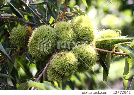 [Autumn taste Ishizuchi chestnut] 12772941