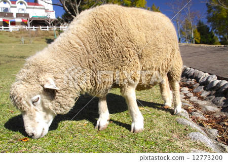 六甲山牧場的綿羊在清澈的秋天晴朗的秋天“瀨戶內海國家公園” 12773200