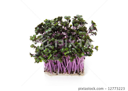 發芽 發芽 12773223