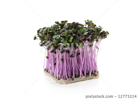 發芽 發芽 12773224