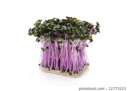 發芽 發芽 12773225