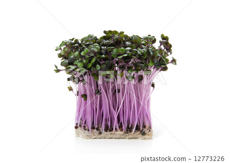 發芽 發芽 12773226