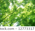 Sunny place 12773317