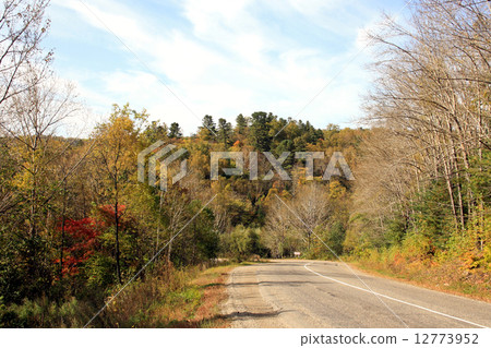 The mixed wood 12773952