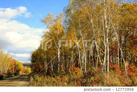 Birches at road Birches at road 12773956